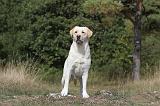 LABRADOR 060